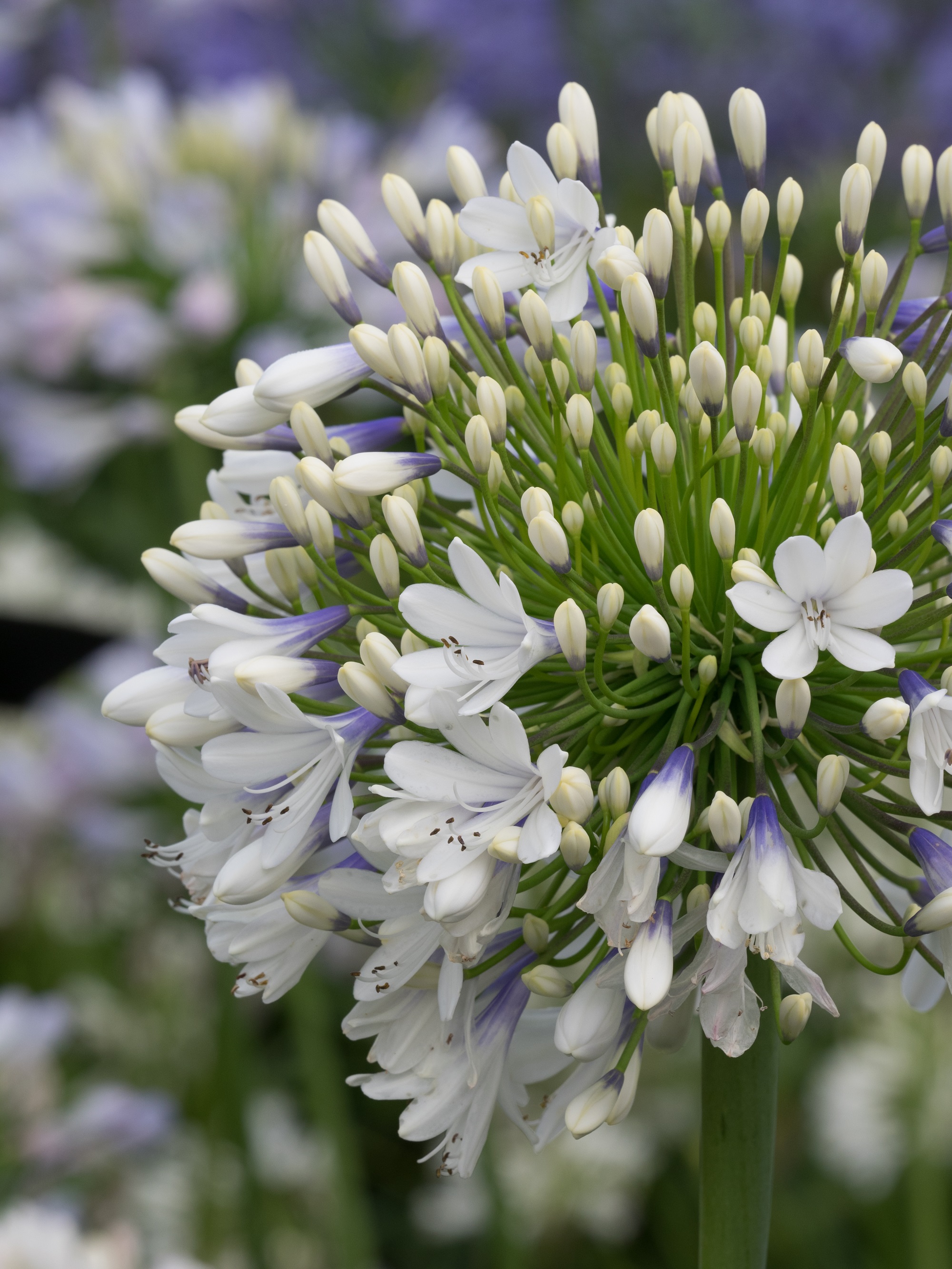 Agapanthus 'Queen mum ®' (bladhoudend) | Agapanthuskwekerij