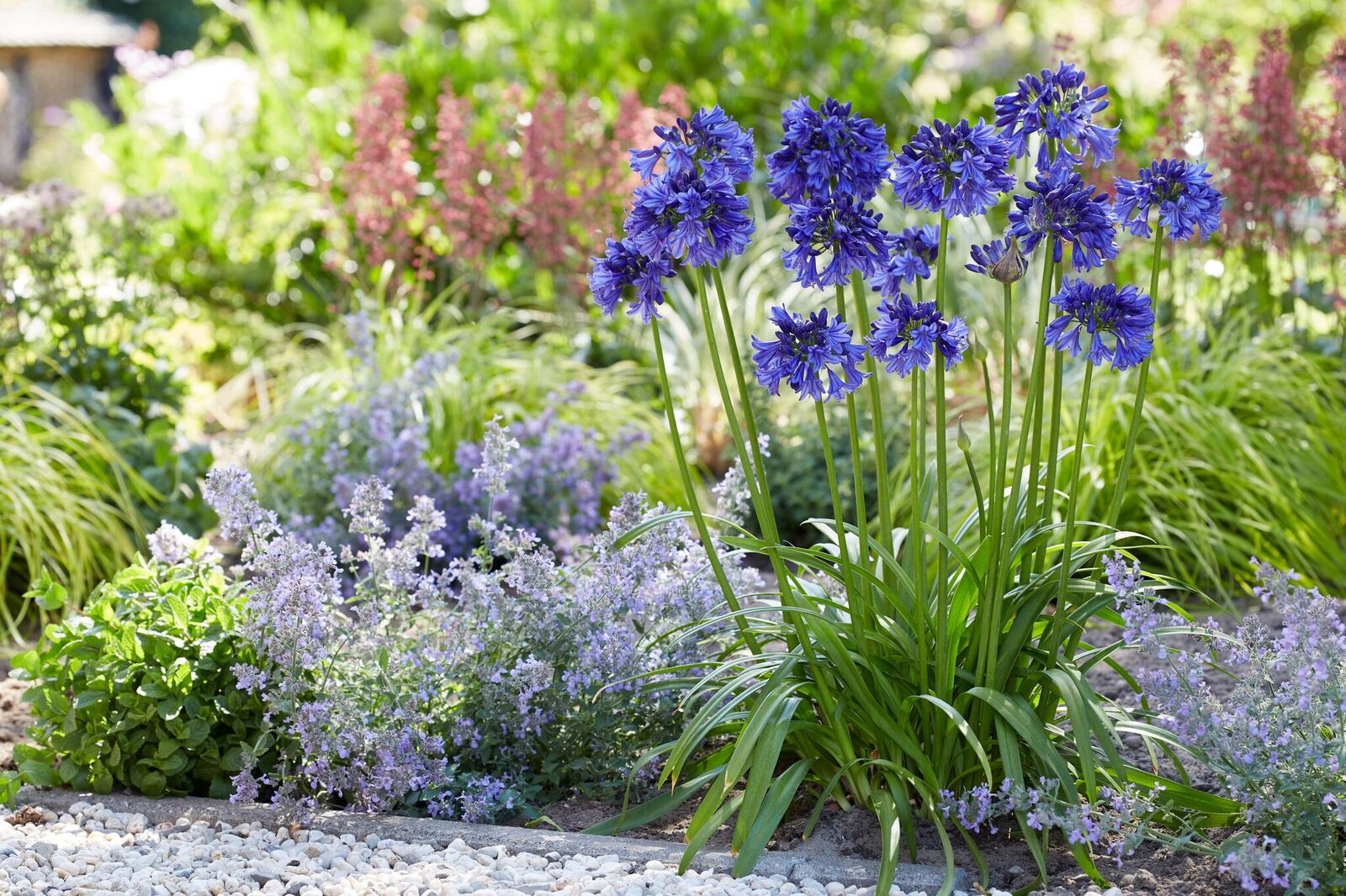 Agapanthus 'Blue thunder ®' (bladhoudend) | Agapanthuskwekerij