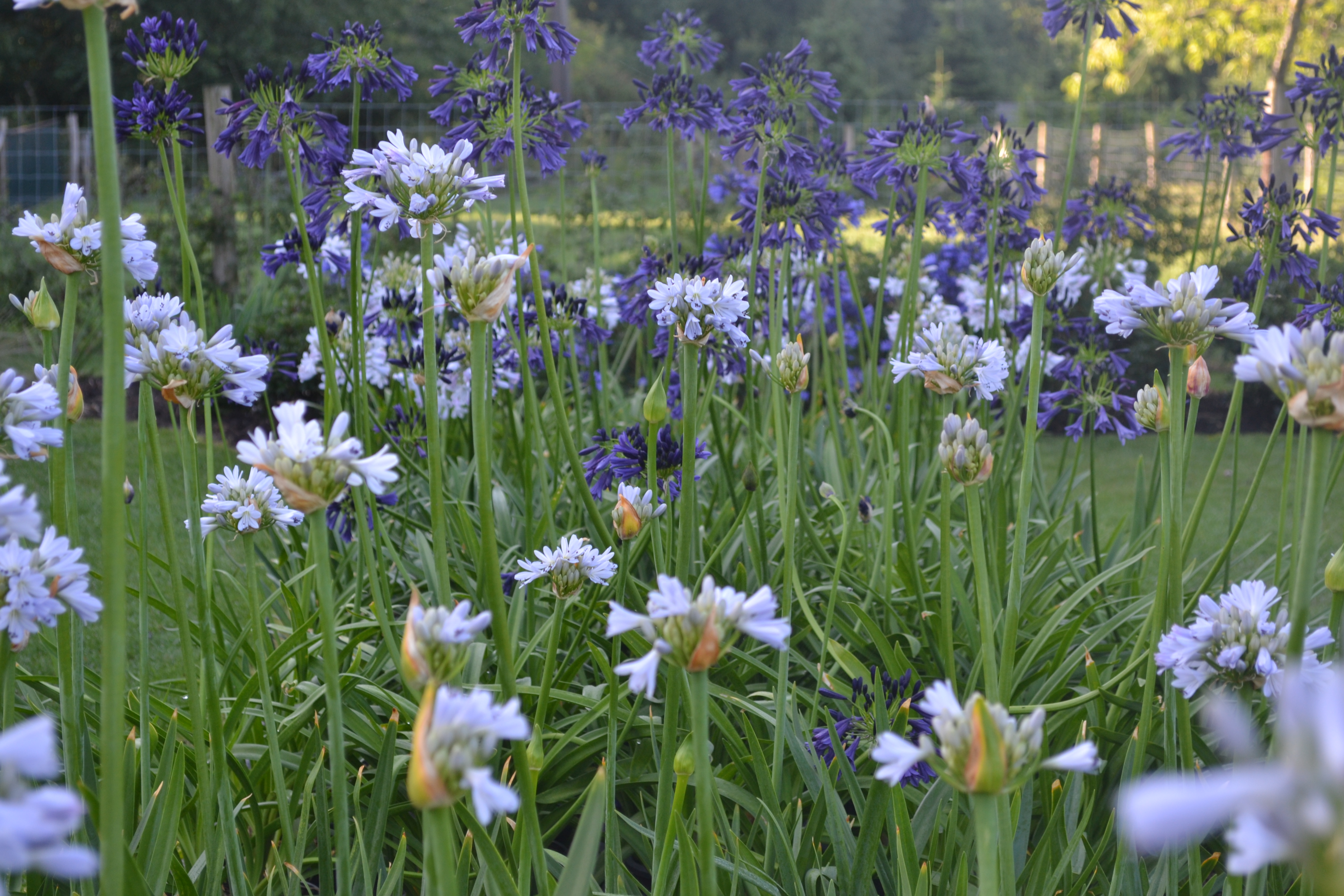 Agapanthus | Agapanthuskwekerij