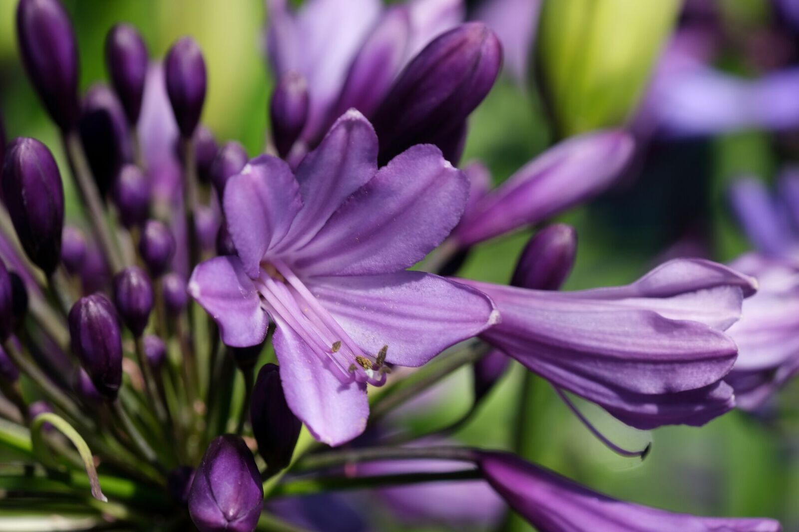 Agapanthus 'Poppin purple ®' (evergreen) | Agapanthuskwekerij