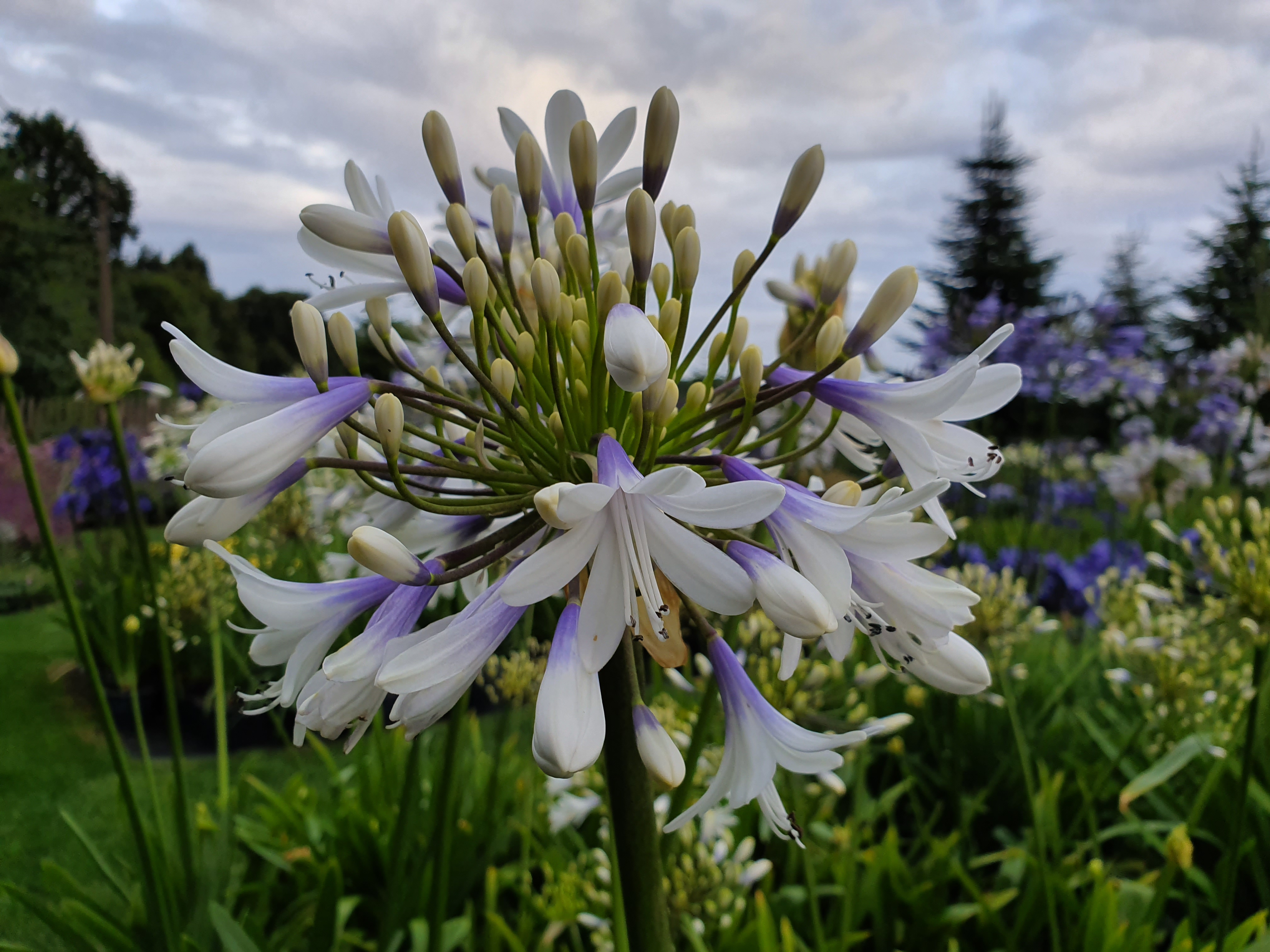 Agapanthus 'Queen mum ®' (evergreen) | Agapanthuskwekerij