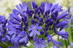 Agapanthus 'African skies' (bladhoudend)