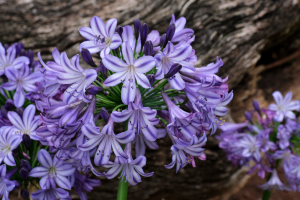 Agapanthus 'Poppin star®' (bladhoudend)