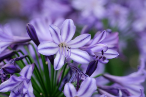 Agapanthus 'Poppin star®' (bladhoudend)