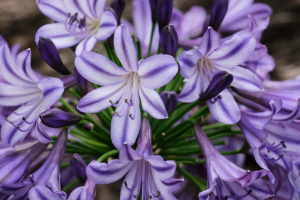 Agapanthus 'Poppin star®' (bladhoudend)