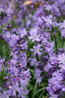 Agapanthus 'Poppin star®' (bladhoudend)