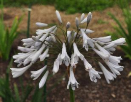 Agapanthus 'Rosemary'