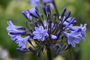 Agapanthus 'Bandung' (bladverliezend)