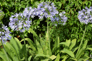 Agapanthus 'Bigfoot' (bladverliezend)