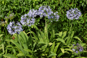 Agapanthus 'Bigfoot' (bladverliezend)