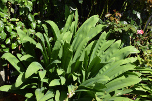 Agapanthus 'Bigfoot' (bladverliezend)