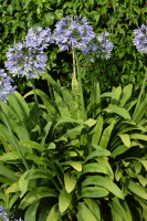 Agapanthus 'Bigfoot' (bladverliezend)