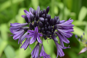 Agapanthus 'Black Jack ®' (bladhoudend)