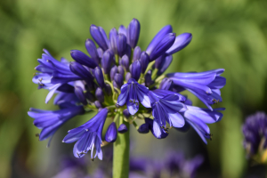 Agapanthus 'Blue Bayou ®' (bladhoudend)