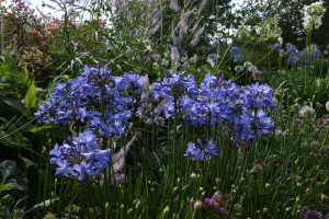 Agapanthus 'Blue Curaçao ®’ (bladverliezend)