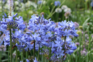 Agapanthus 'Blue Curaçao ®’ (bladverliezend)