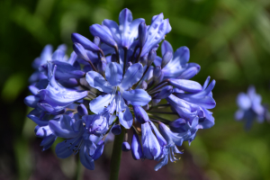 Agapanthus 'Blue Curaçao ®’ (bladverliezend)