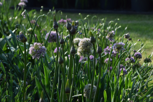 Agapanthus 'Blue Curaçao ®’ (bladverliezend)