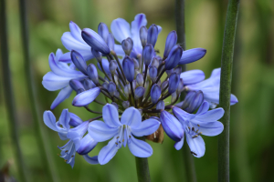 Agapanthus 'Blue Curaçao ®’ (bladverliezend)