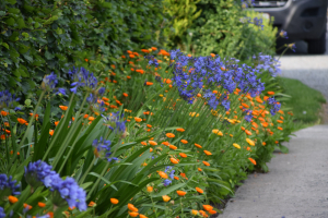 Agapanthus  'Johannesburg' (bladverliezend)