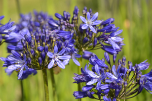 Agapanthus 'Casa elegante ®' (bladhoudend)