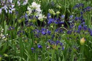 Agapanthus 'Casa elegante ®' (bladhoudend)