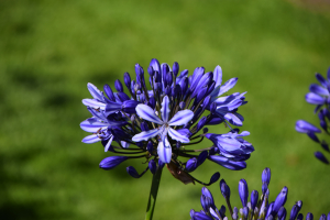 Agapanthus 'Casa elegante ®' (bladhoudend)