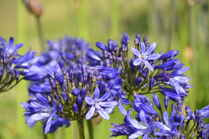 Agapanthus 'Casa elegante ®' (bladhoudend)