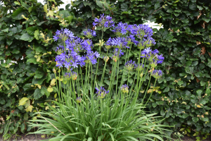 Agapanthus 'Casa elegante ®' (bladhoudend)