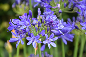 Agapanthus 'Casa elegante ®' (bladhoudend)