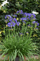 Agapanthus 'Casa elegante ®' (bladhoudend)