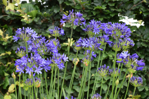 Agapanthus 'Casa elegante ®' (bladhoudend)