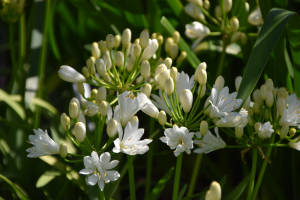 Agapanthus 'Double diamond ®' (bladhoudend)