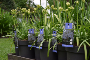 Agapanthus 'Double diamond ®' (bladhoudend)