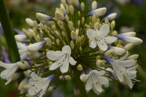 Agapanthus 'Enigma' (bladhoudend)