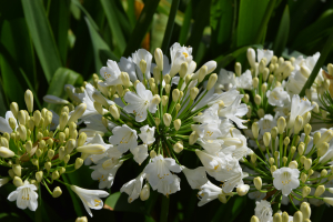 Agapanthus 'Ever white ®' (bladhoudend)