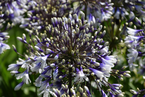 Agapanthus 'Fireworks ®' (bladhoudend)