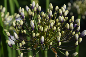 Agapanthus 'Fireworks ®' (bladhoudend)