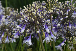 Agapanthus 'Fireworks ®' (bladhoudend)