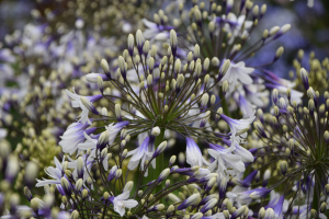 Agapanthus 'Fireworks ®' (bladhoudend)