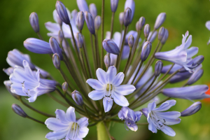 Agapanthus 'Hannover' (bladverliezend)