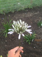 Agapanthus 'Rosemary'