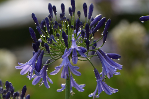 Agapanthus 'Jack's blue' (bladhoudend)