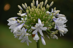 Agapanthus 'Julien' (bladhoudend)