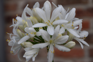 Agapanthus 'Lady Lauren ®' (bladhoudend)