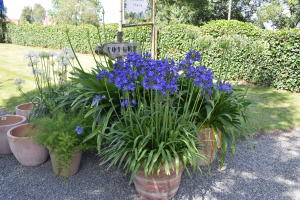 Agapanthus 'Lady Lay®' (bladhoudend)