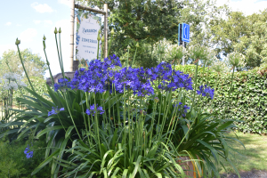 Agapanthus 'Lady Lay®' (bladhoudend)