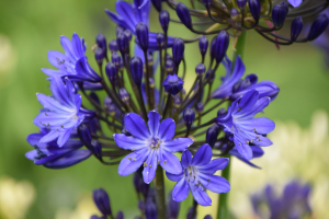 Agapanthus 'Lady Lay®' (bladhoudend)