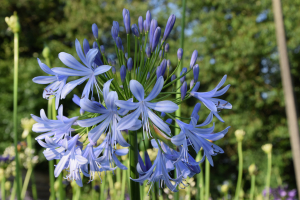 Agapanthus 'Lavender haze' (bladhoudend)