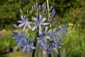 Agapanthus 'Lavender haze' (bladhoudend)